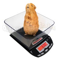 The My Weigh 3001P weighing a guinea pig.